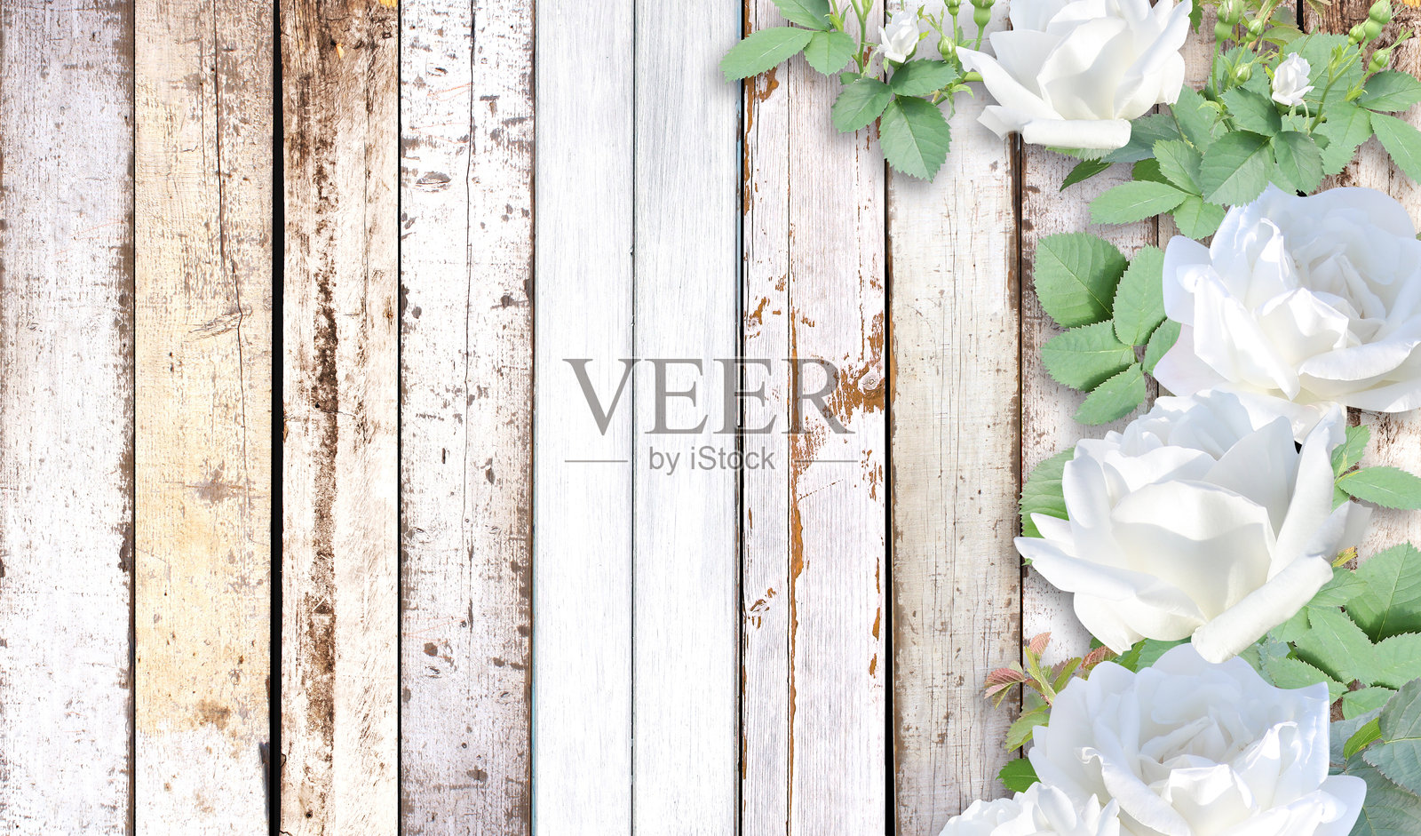 白玫瑰放在旧木板上。情人节横幅，带有浪漫和复古的气息。母亲节背景，带有攀爬玫瑰的枝条，表达爱与感激。留白以便添加文字。照片摄影图片