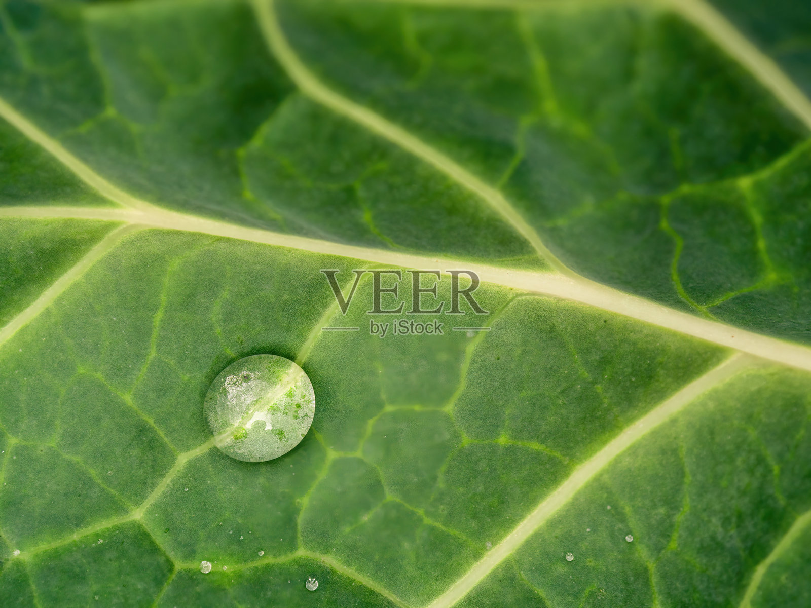 极端微距摄影：叶子上的雨滴照片摄影图片