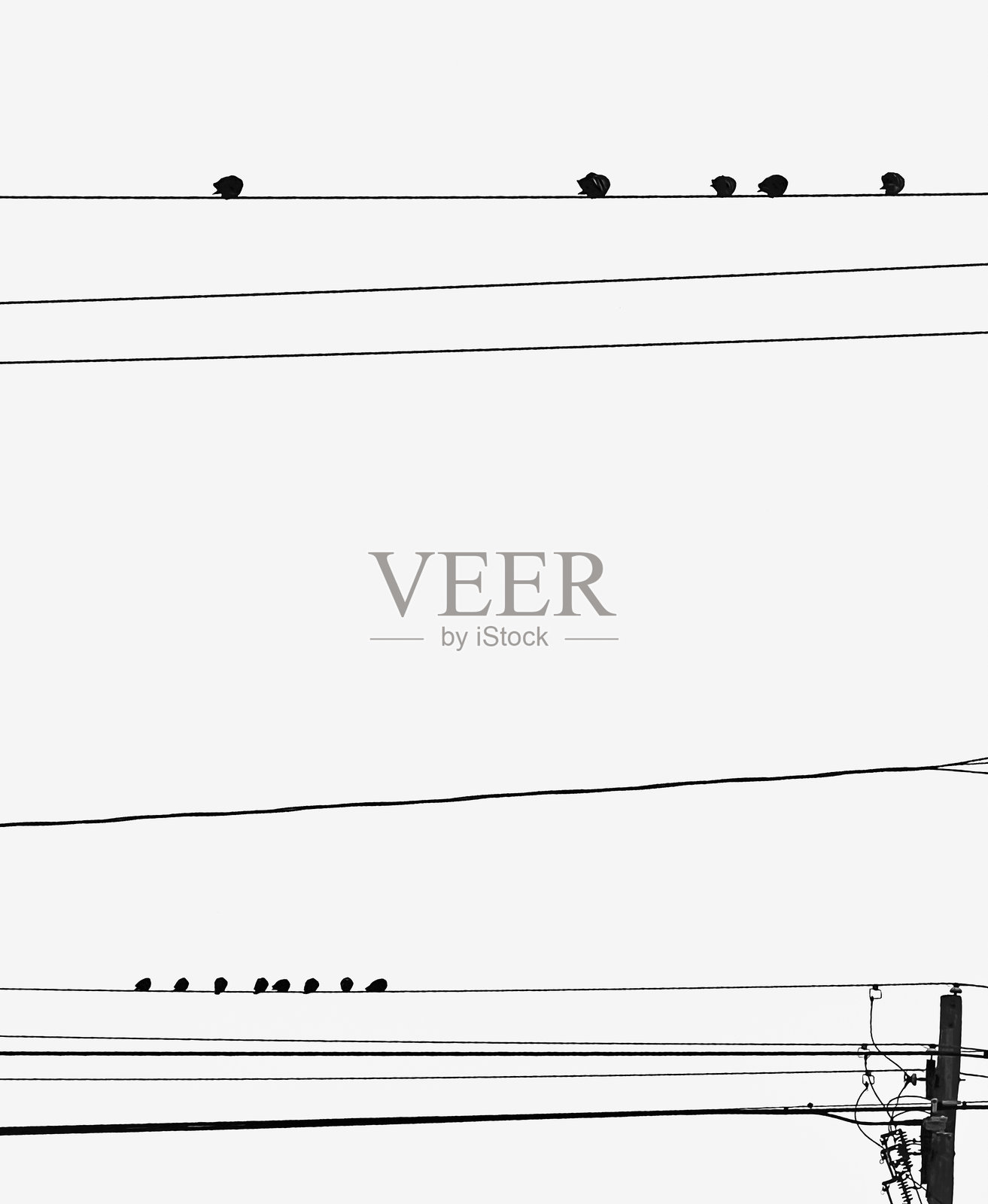 鸟儿在电线上照片摄影图片