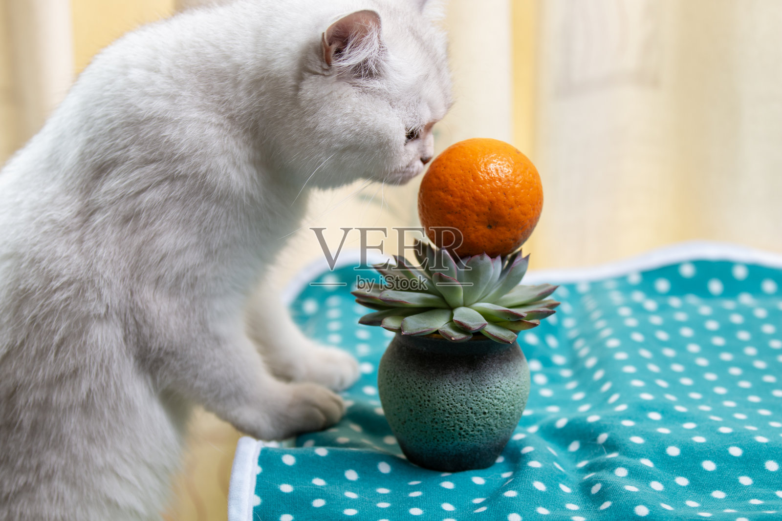 猫站在桌子上的特写镜头照片摄影图片