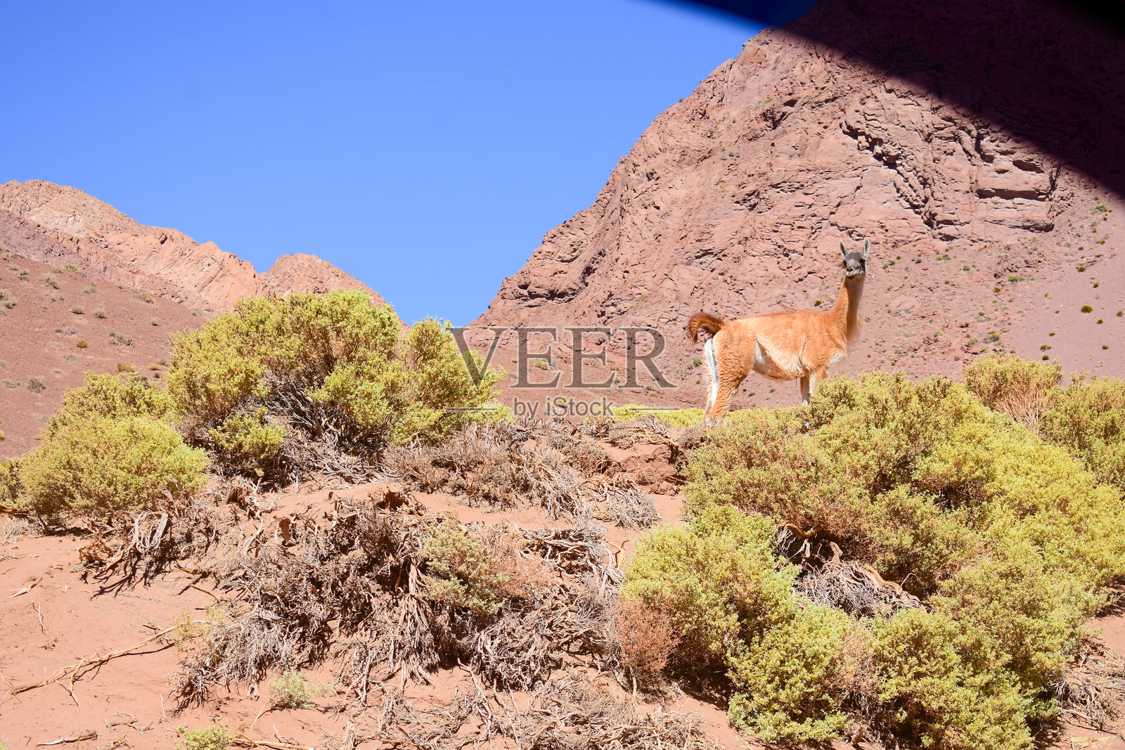 安第斯山脉中的骆驼照片摄影图片