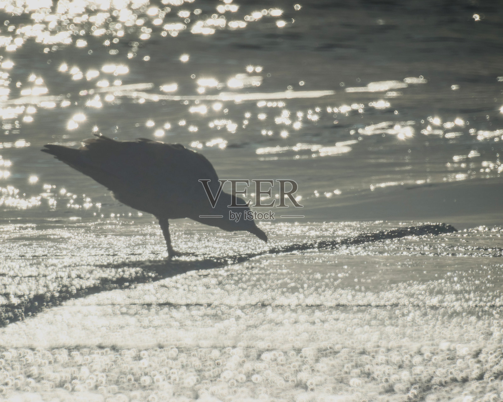 水泥码头上的海鸥照片摄影图片