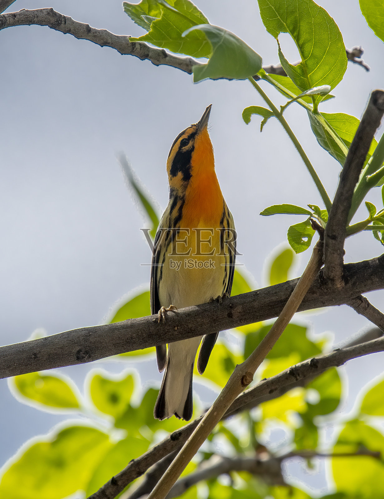 雄性黑喉黄鹂照片摄影图片