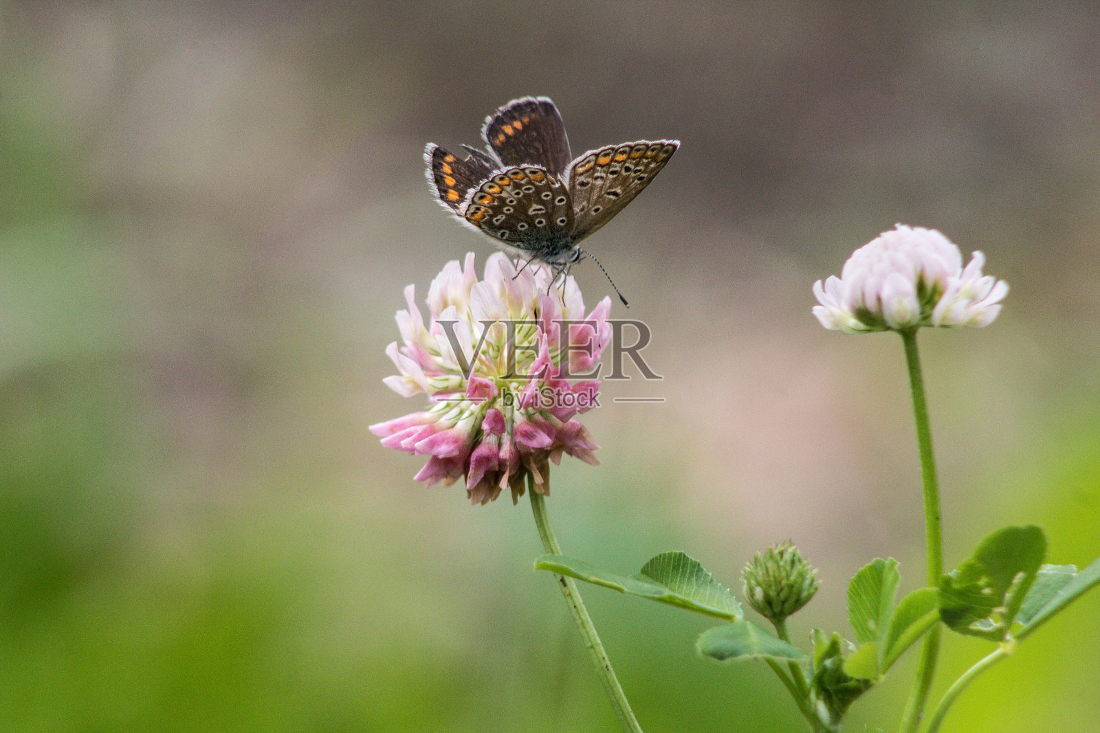 蓝色小蝶停在三叶草上照片摄影图片