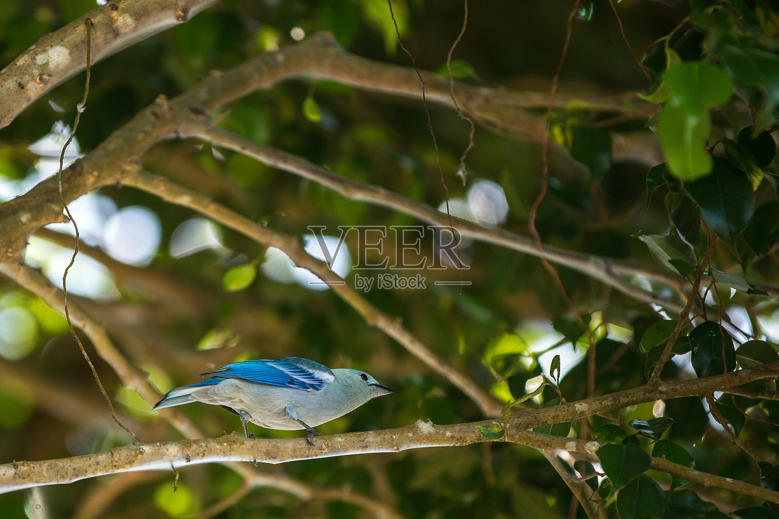 巴尔塞洛斯的蓝鸟照片摄影图片