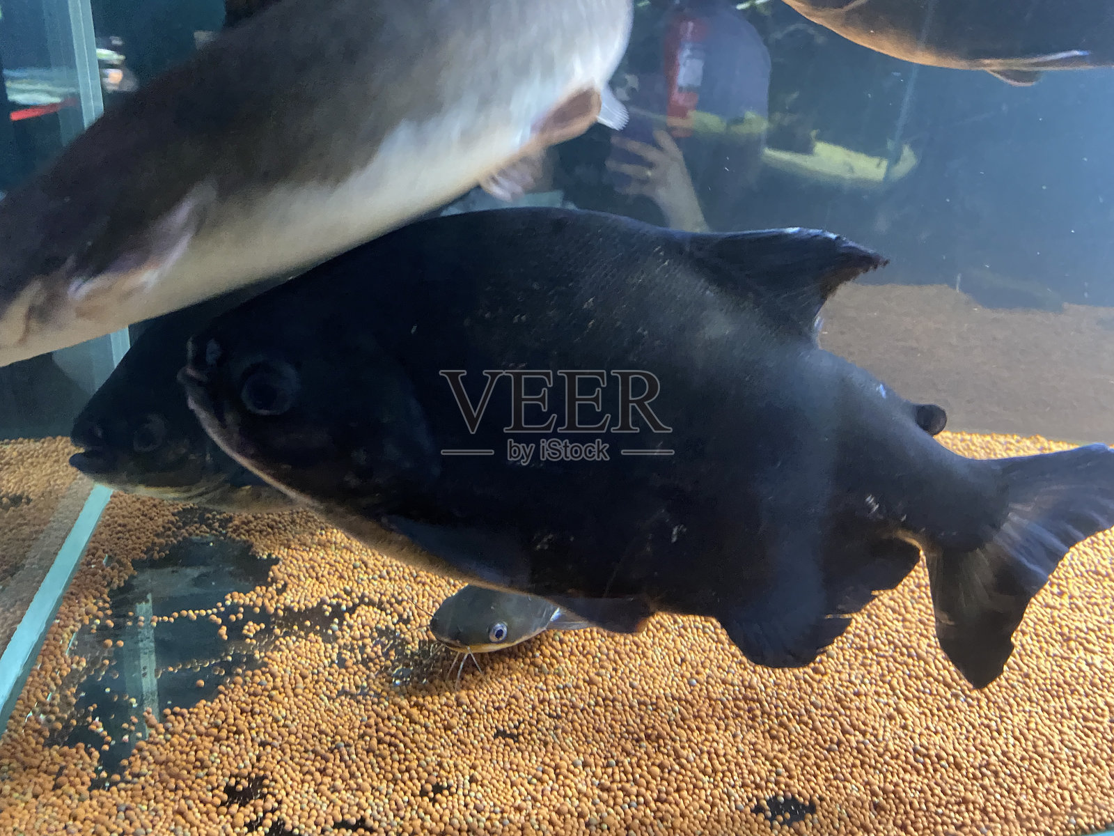 美丽的黑色鱼的视角照片摄影图片