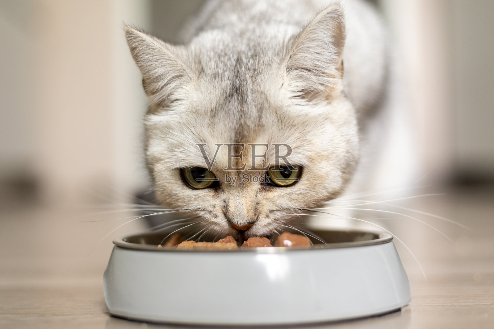 猫在舒适的室内环境中，享受着木地板上的碗里美食照片摄影图片