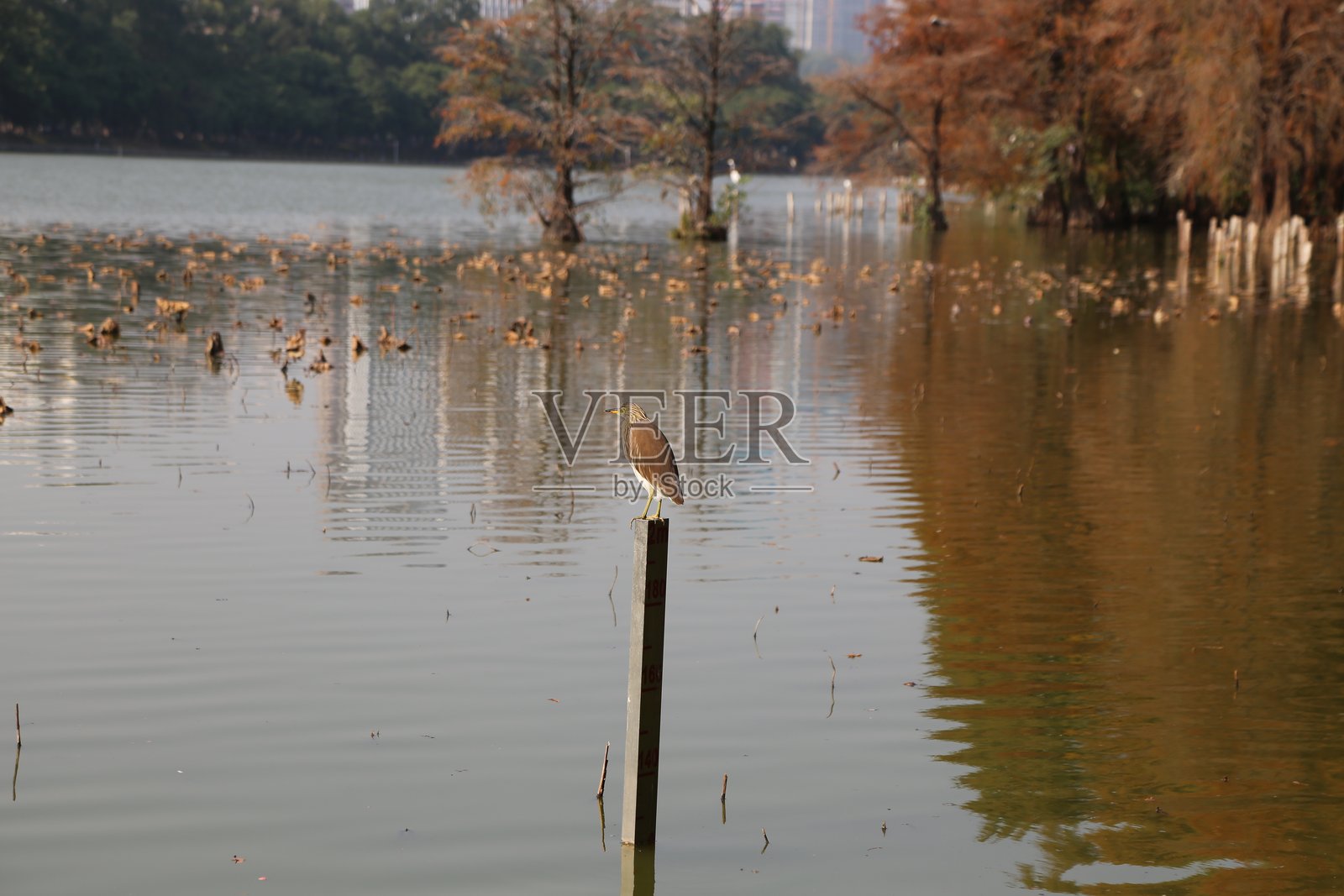 一只鸟栖息在浅水中一根旧木杆的顶部，周围漂浮着荷叶，死去的树木在水面上倒影。照片摄影图片