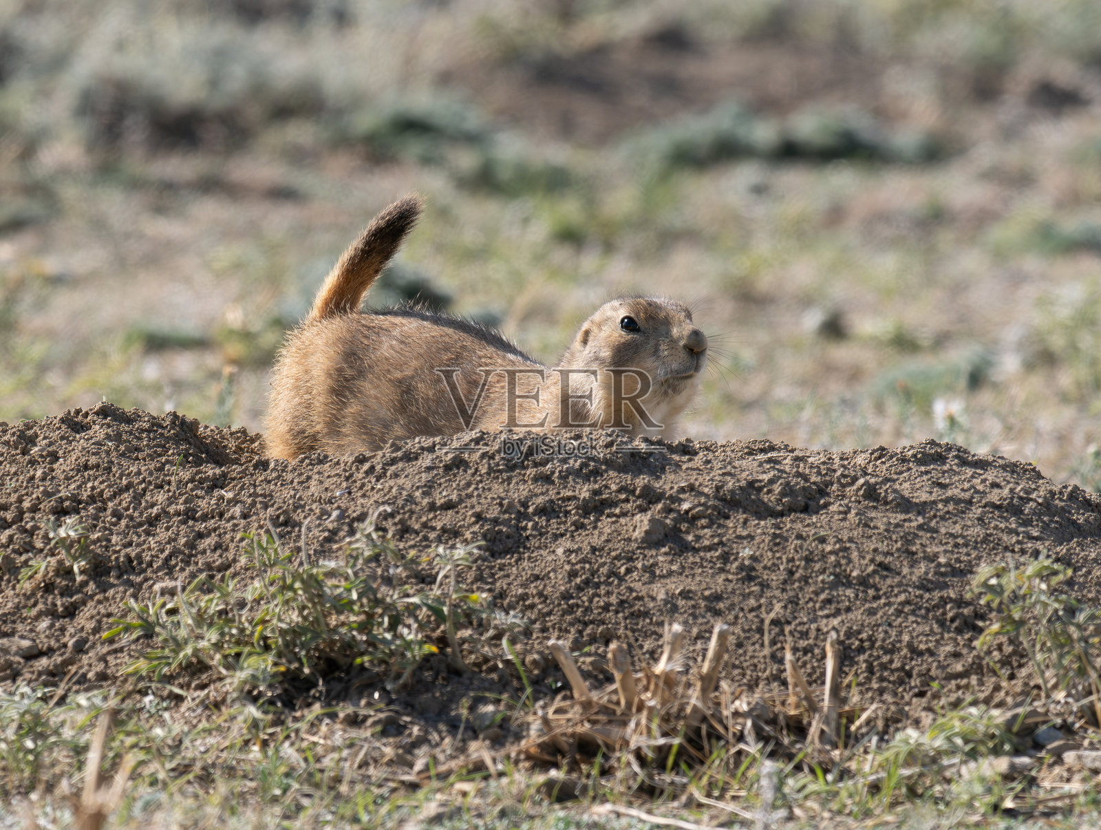 蒙大拿州的黑尾草原犬鼠在土堆上照片摄影图片