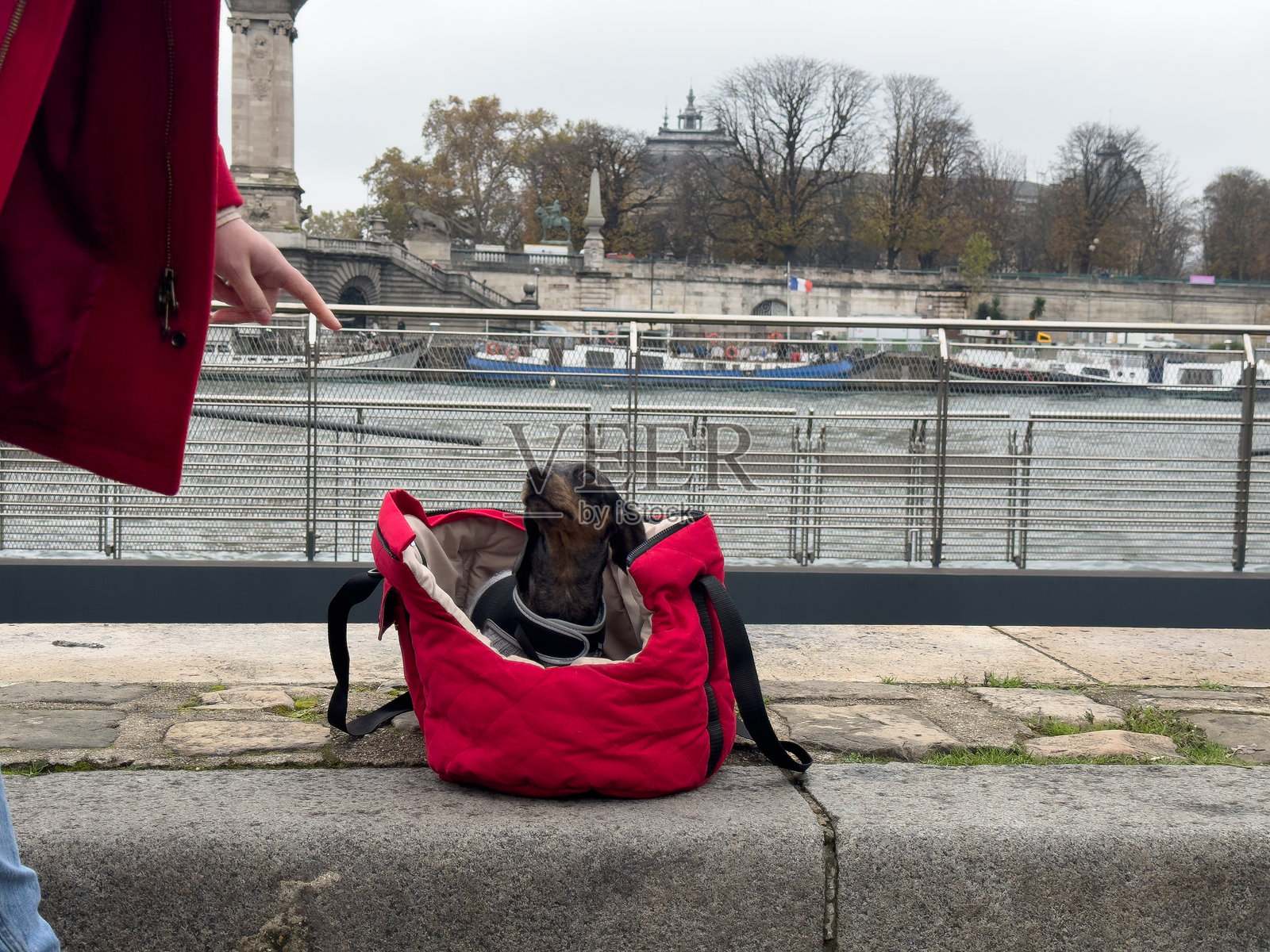 一只装在红色袋子里的狗在城市公园的阴天河边享受外出时光照片摄影图片