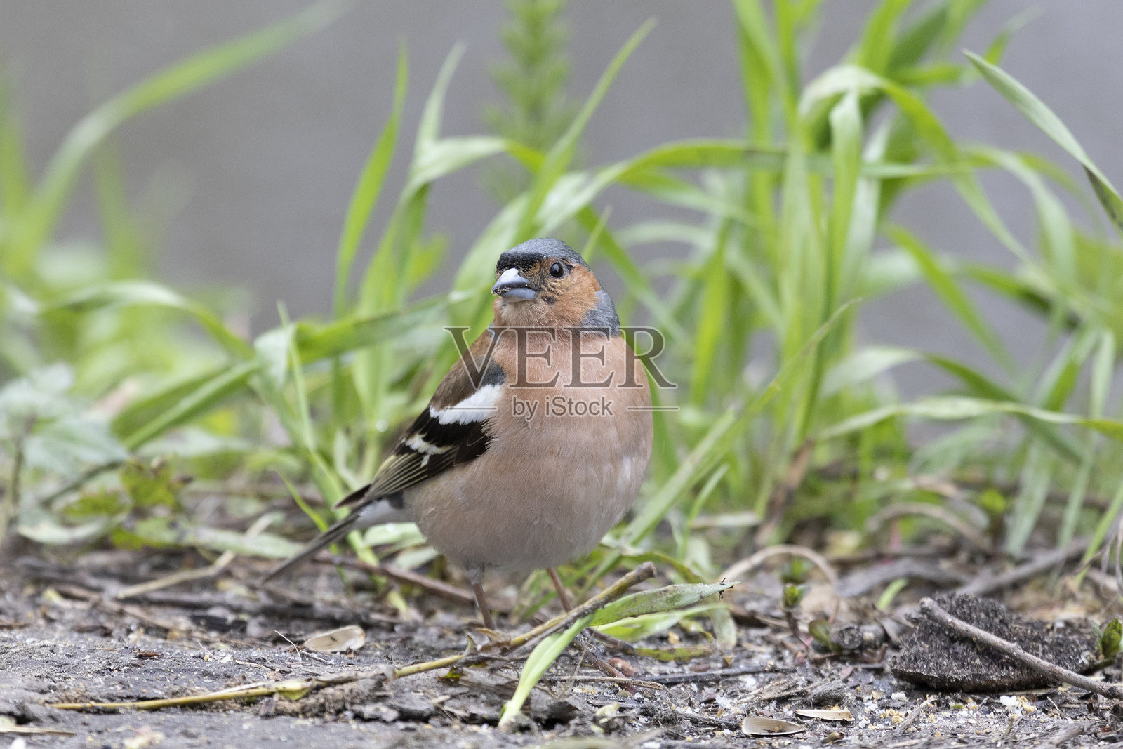 一只雄性普通雀坐在地上照片摄影图片