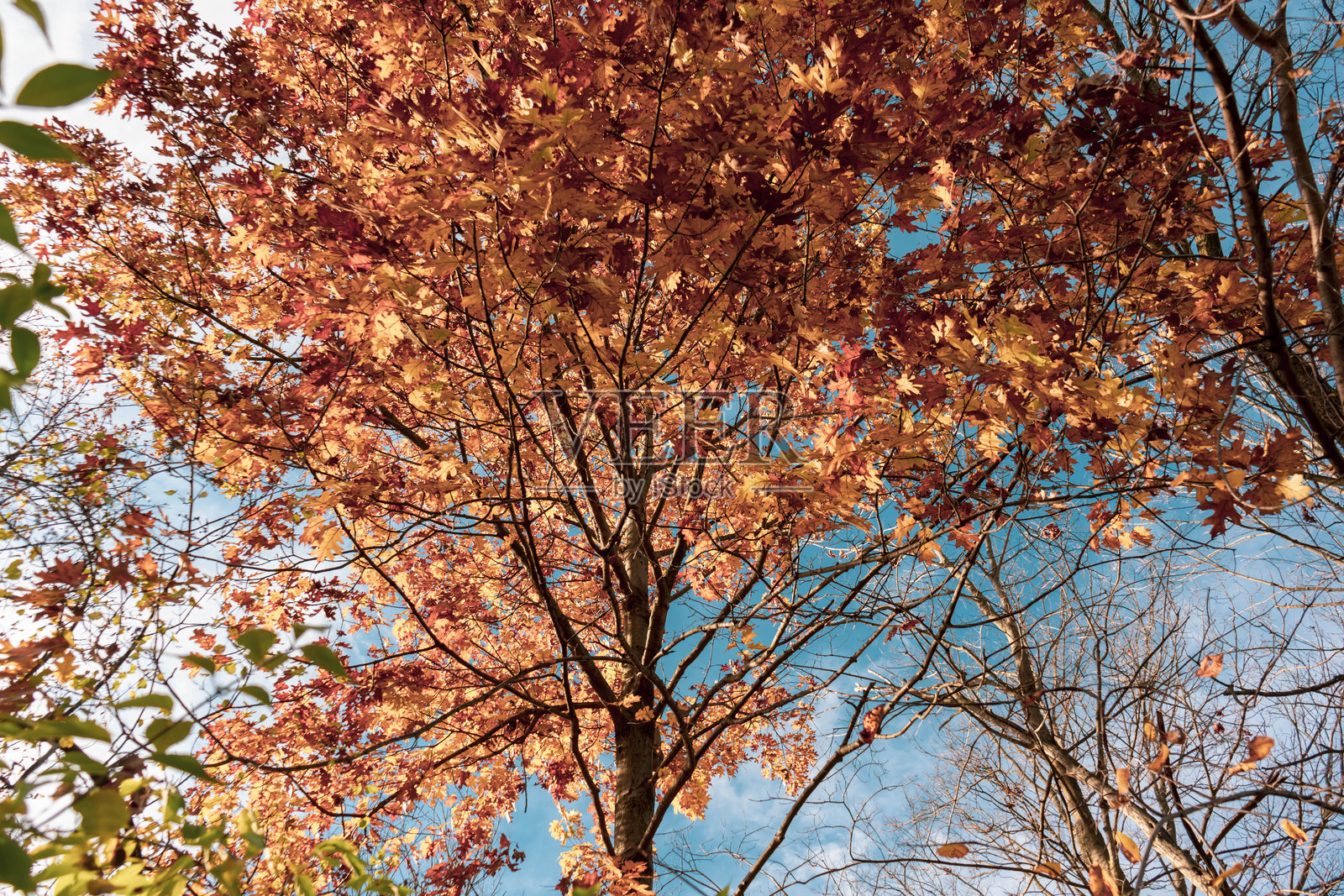 美丽的秋天照片摄影图片
