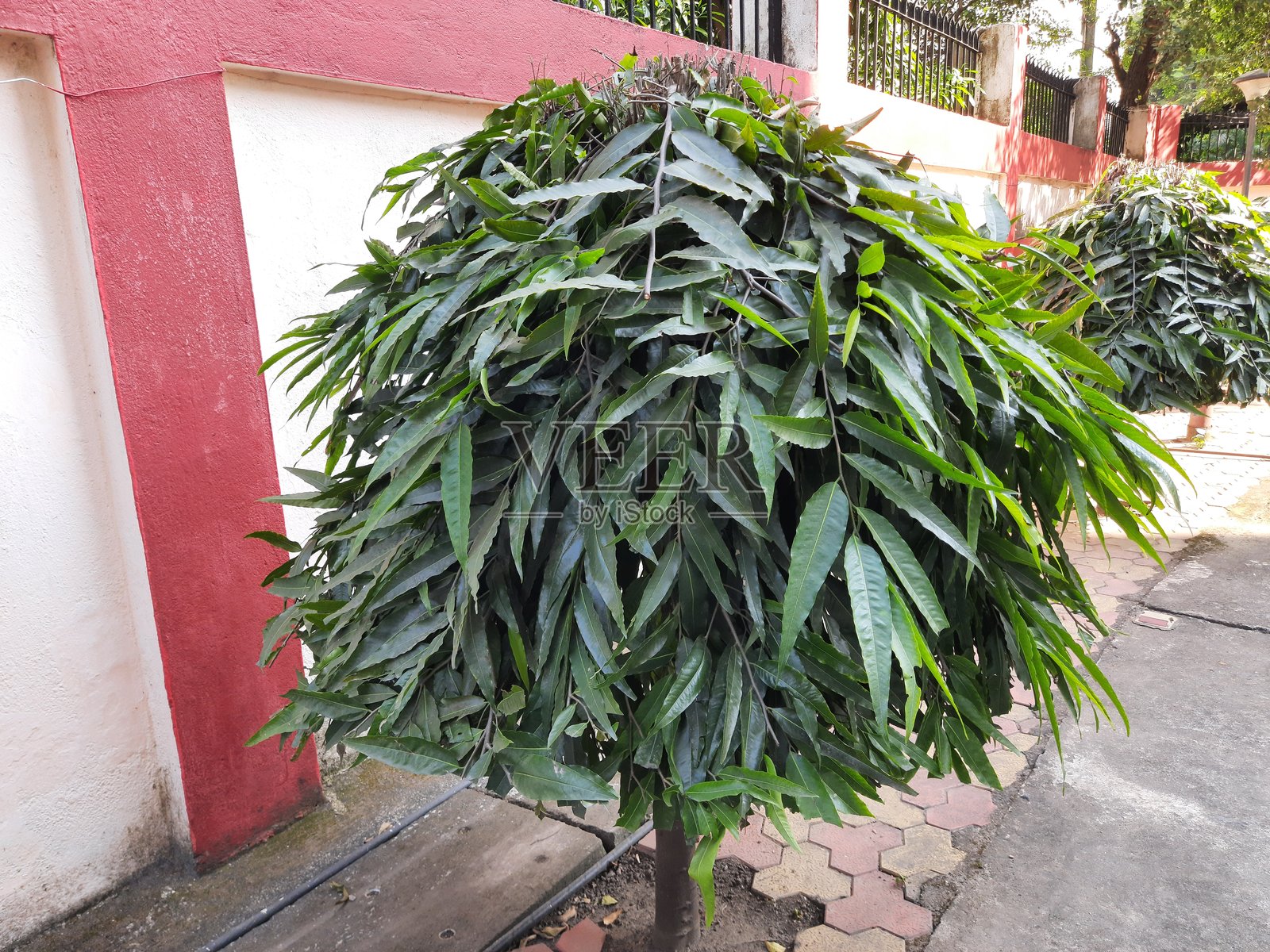 长叶单叶树照片摄影图片