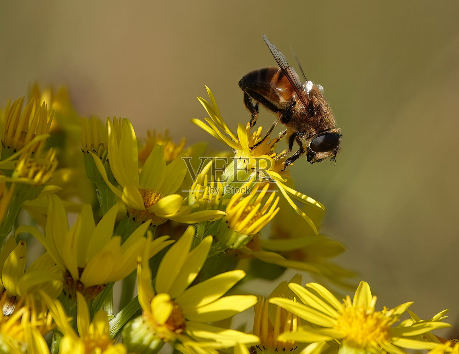 一只近距离拍摄的无人机苍蝇（Eristalis tenax）栖息在野生的蓟草上。照片摄影图片