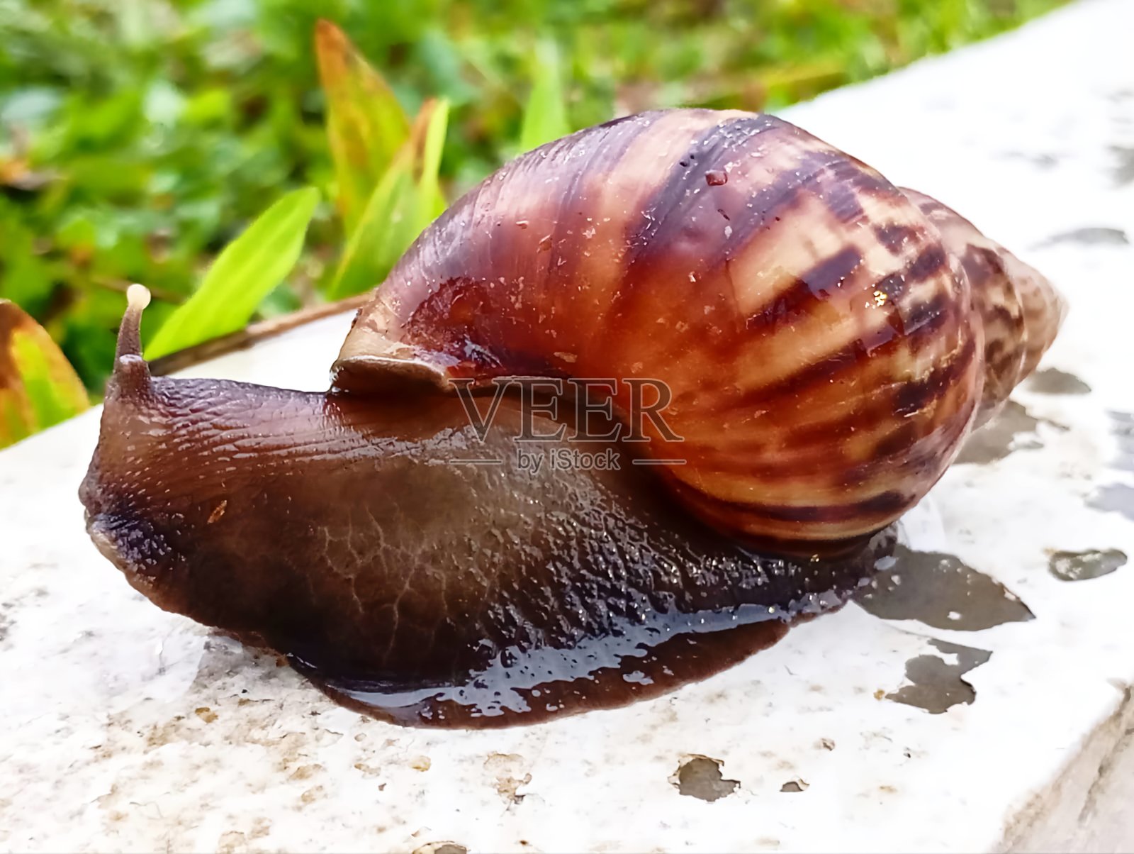 蜗牛照片摄影图片