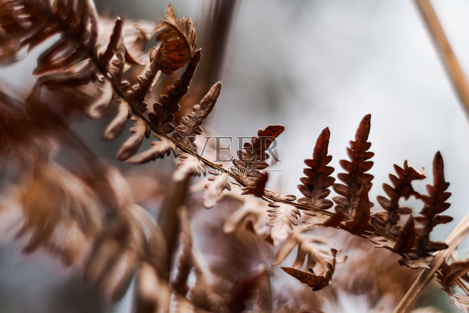 蕨类植物和石楠照片摄影图片