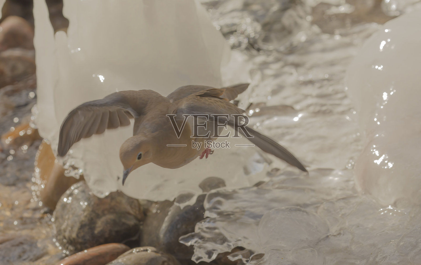 飞翔中的鸽子照片摄影图片