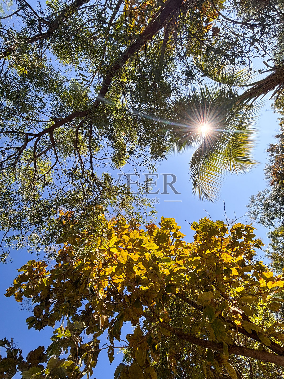 一棵树的叶子在天空中间。照片摄影图片