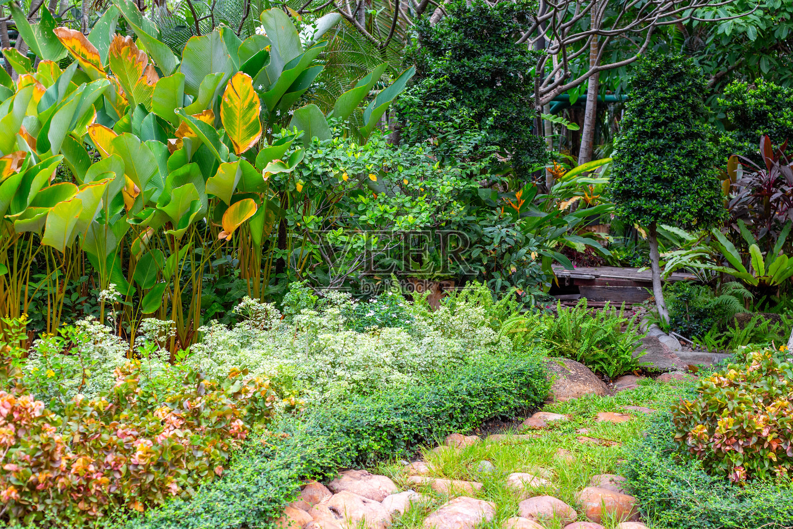 花园的景观设计。各种植物的组合和石头小径。照片摄影图片