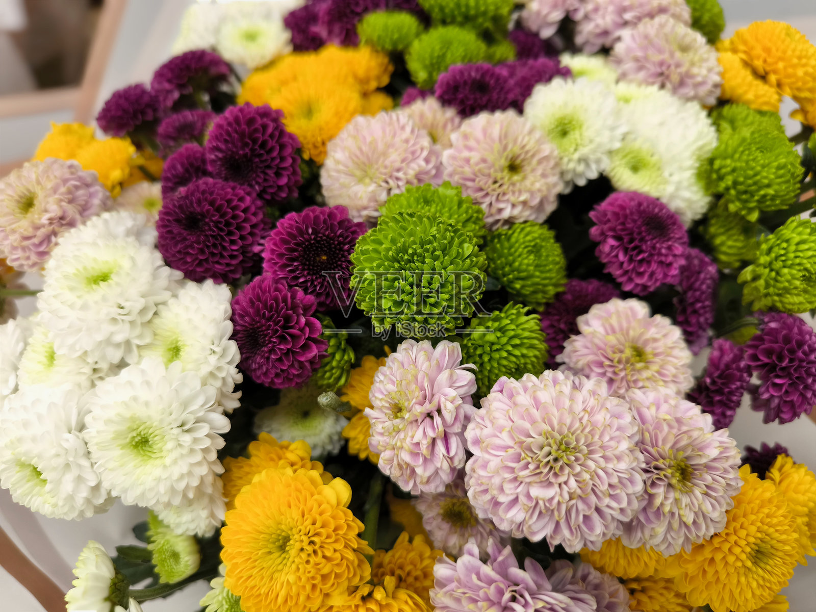 多色灌木菊花照片摄影图片