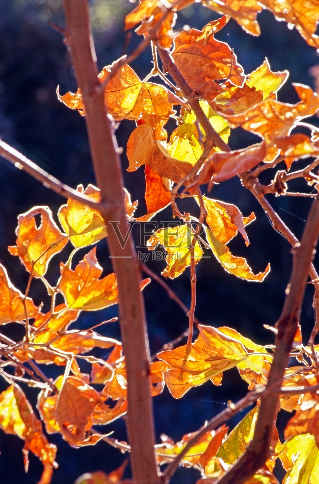 秋天照片摄影图片