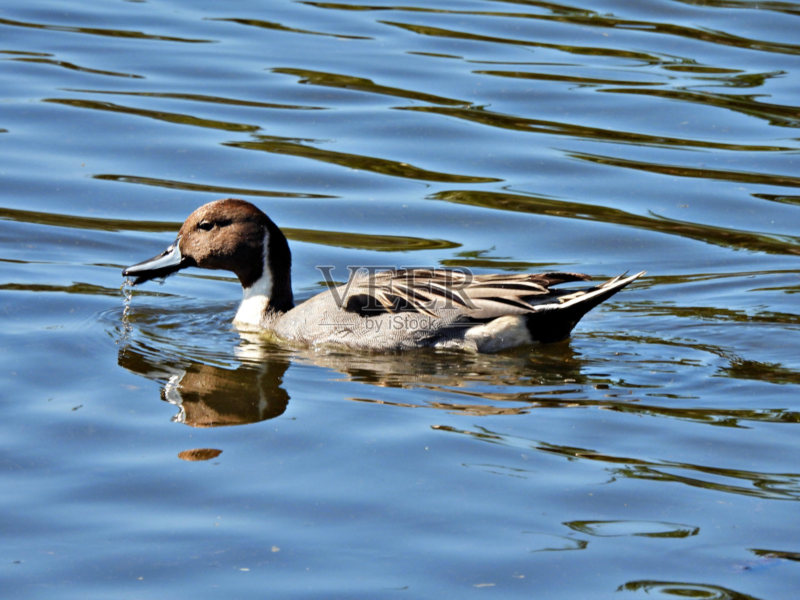 北方针尾鸭（Anas acuta）- 雄性在湖中觅食照片摄影图片