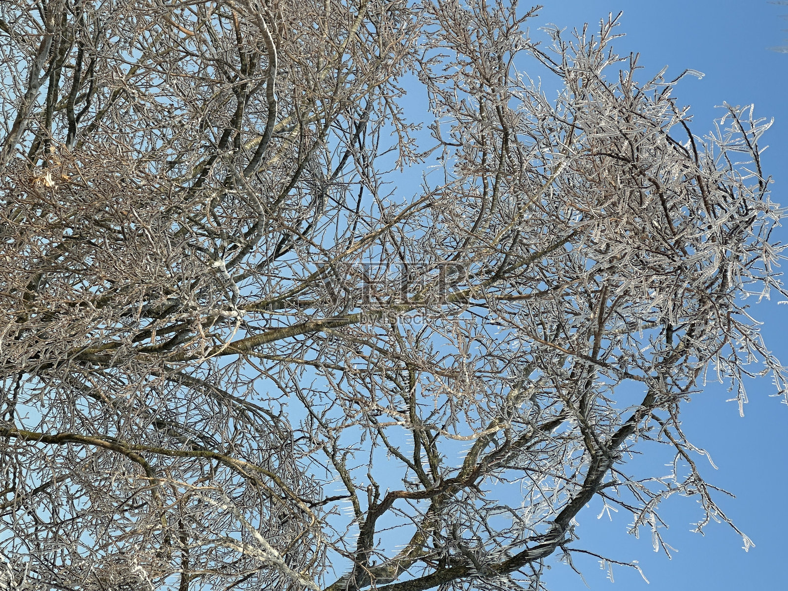 冬季树木照片摄影图片