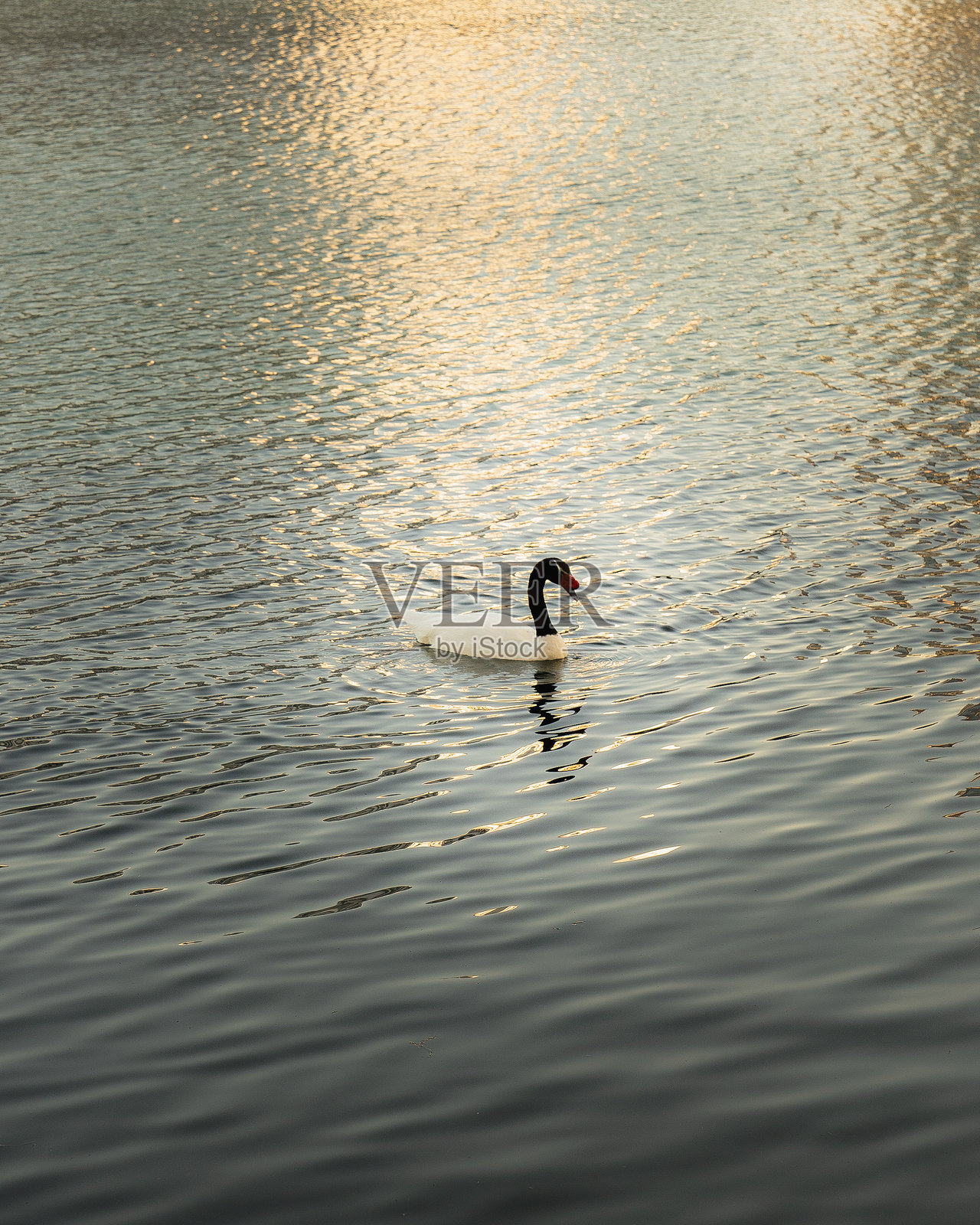 天鹅在湖水中游泳照片摄影图片