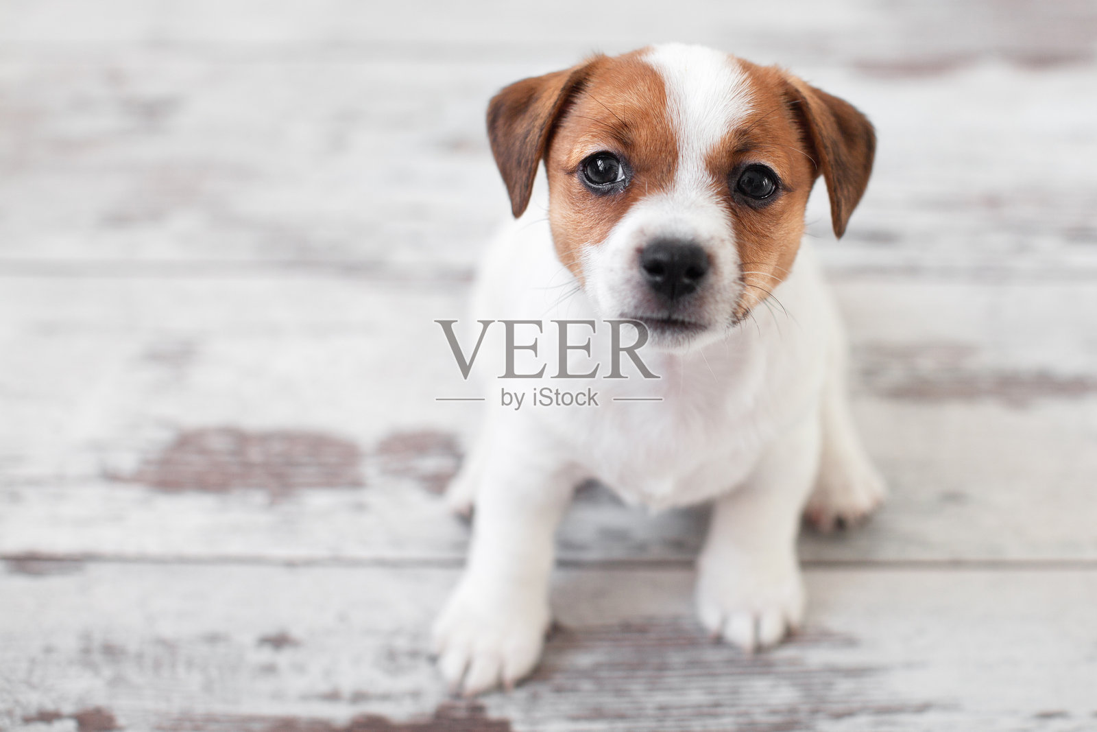 小狗坐在家里的木地板上照片摄影图片