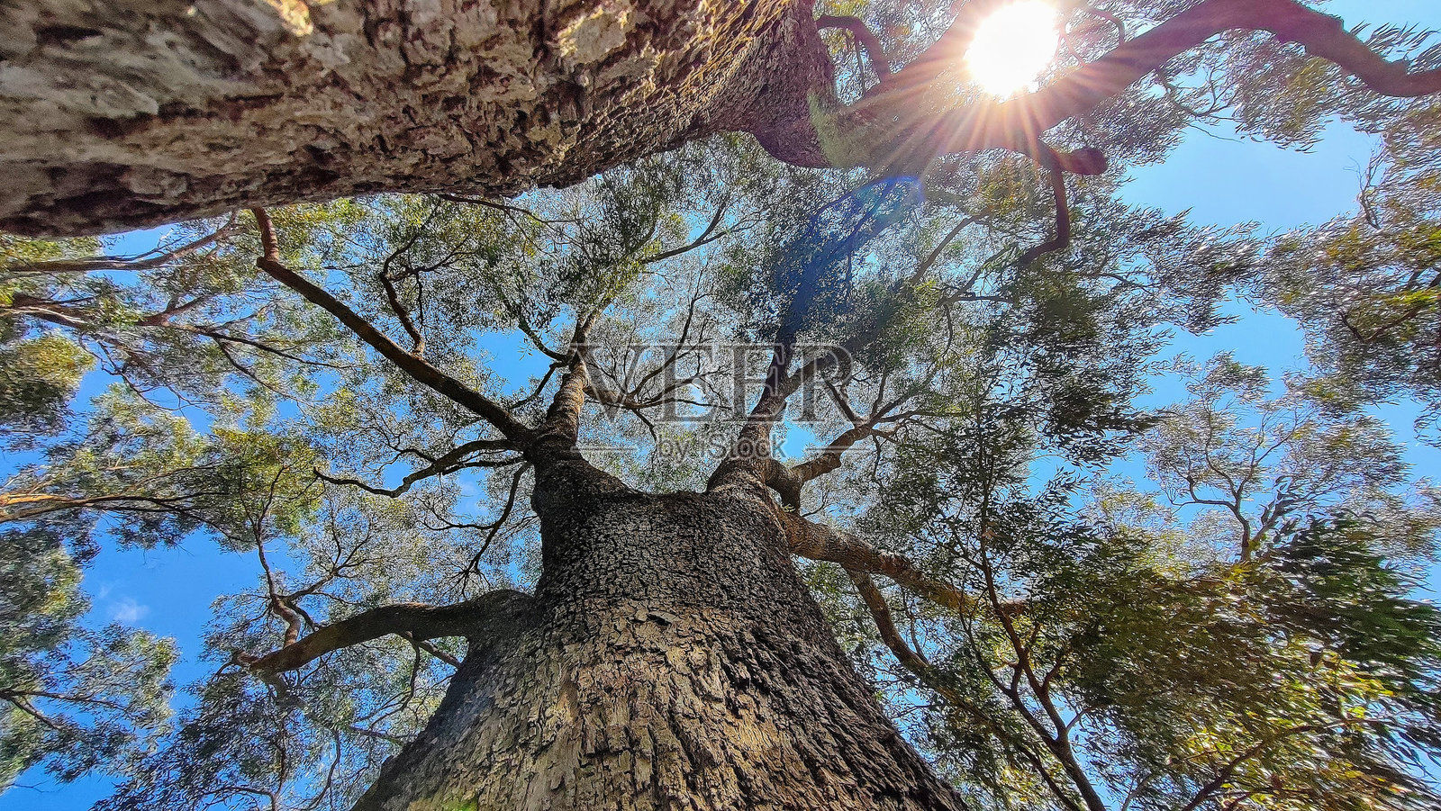 珀斯 (12)照片摄影图片