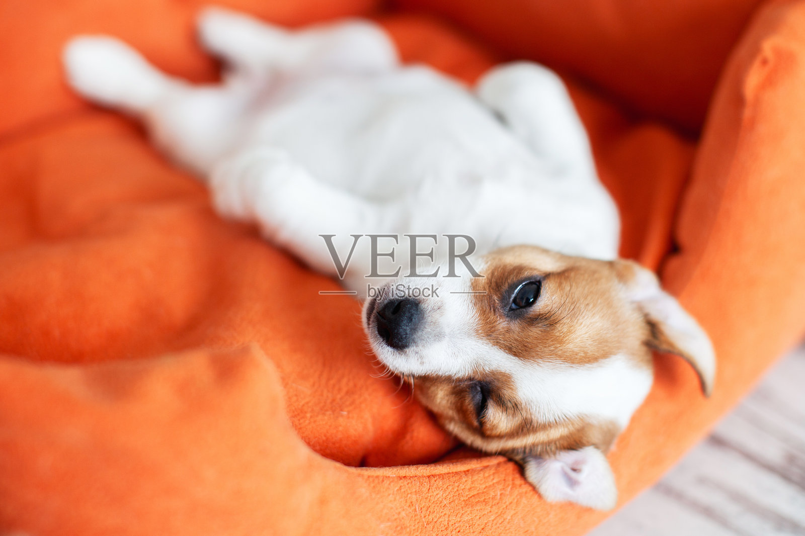 可爱的小狗躺在橙色狗床上。照片摄影图片