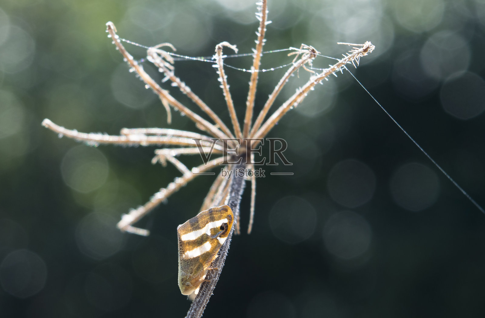 动物肖像照片摄影图片