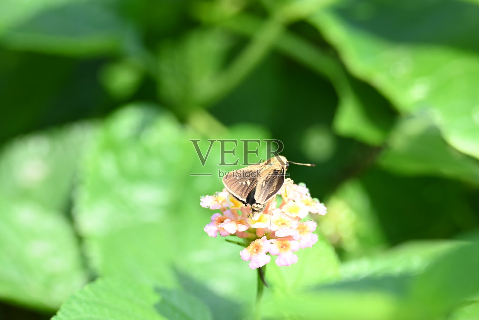 佩洛皮达斯·马提亚斯蝴蝶。照片摄影图片