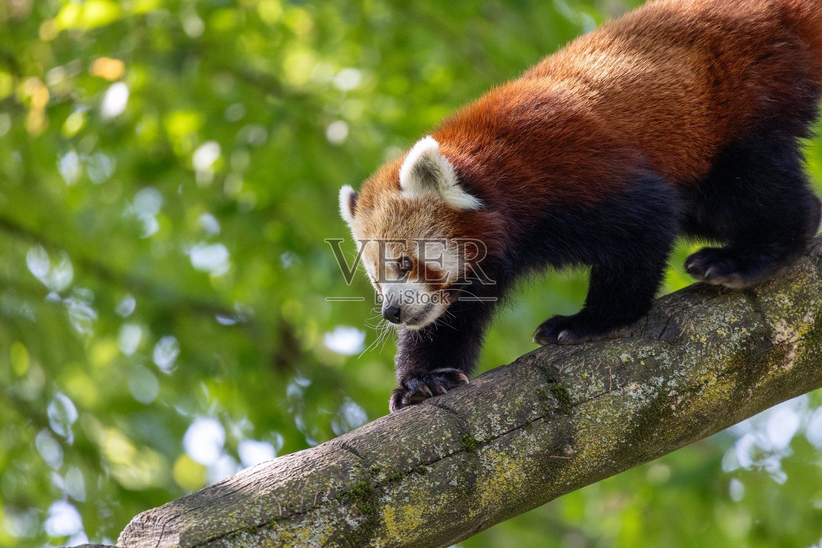 西部小熊猫（Ailurus fulgens fulgens），也称为尼泊尔小熊猫。照片摄影图片