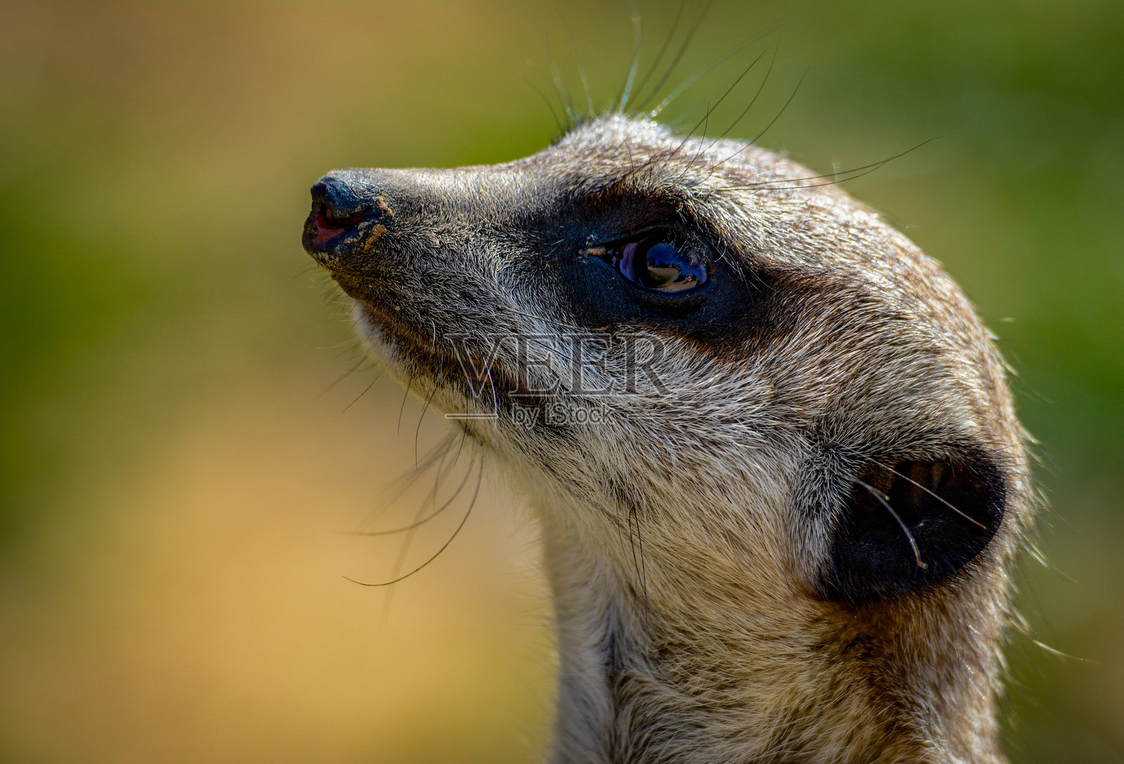 可爱的狐獴肖像照片摄影图片