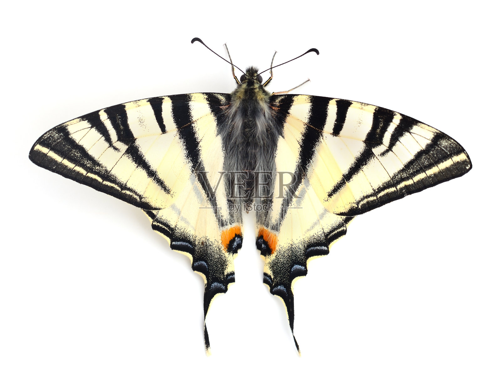 独立的凤蝶（Papilio machaon）。照片摄影图片