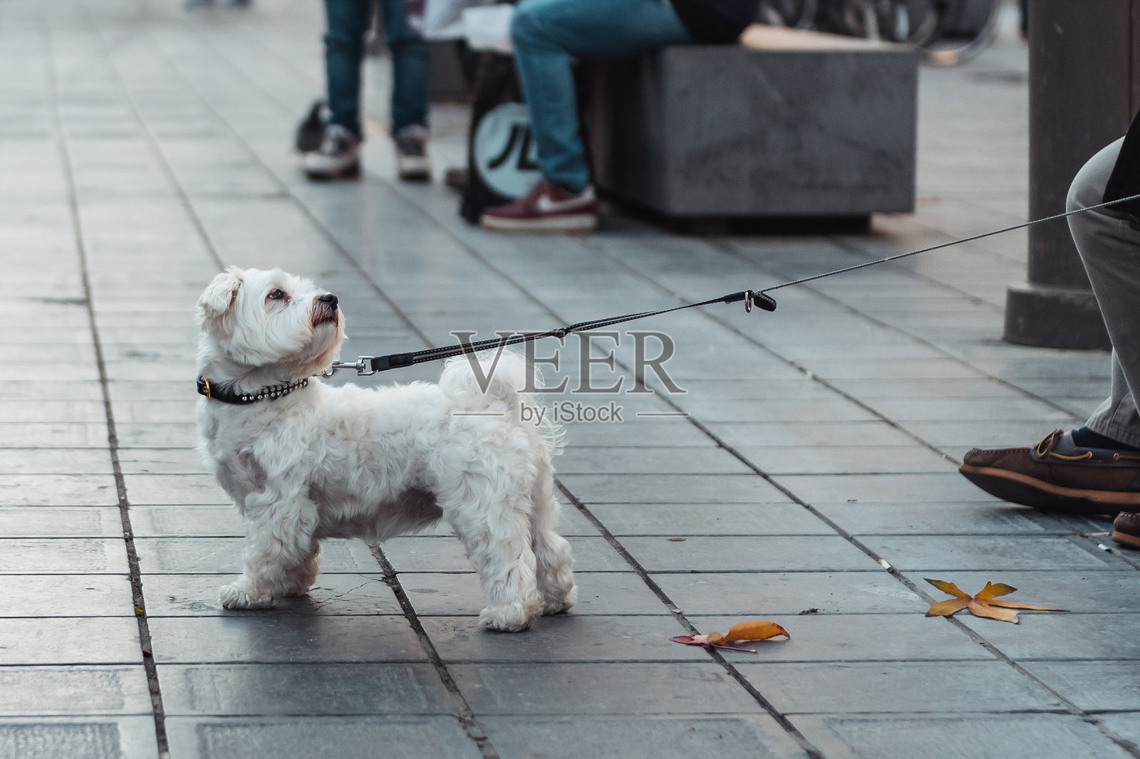 白色犬类转身看着它的主人。照片摄影图片