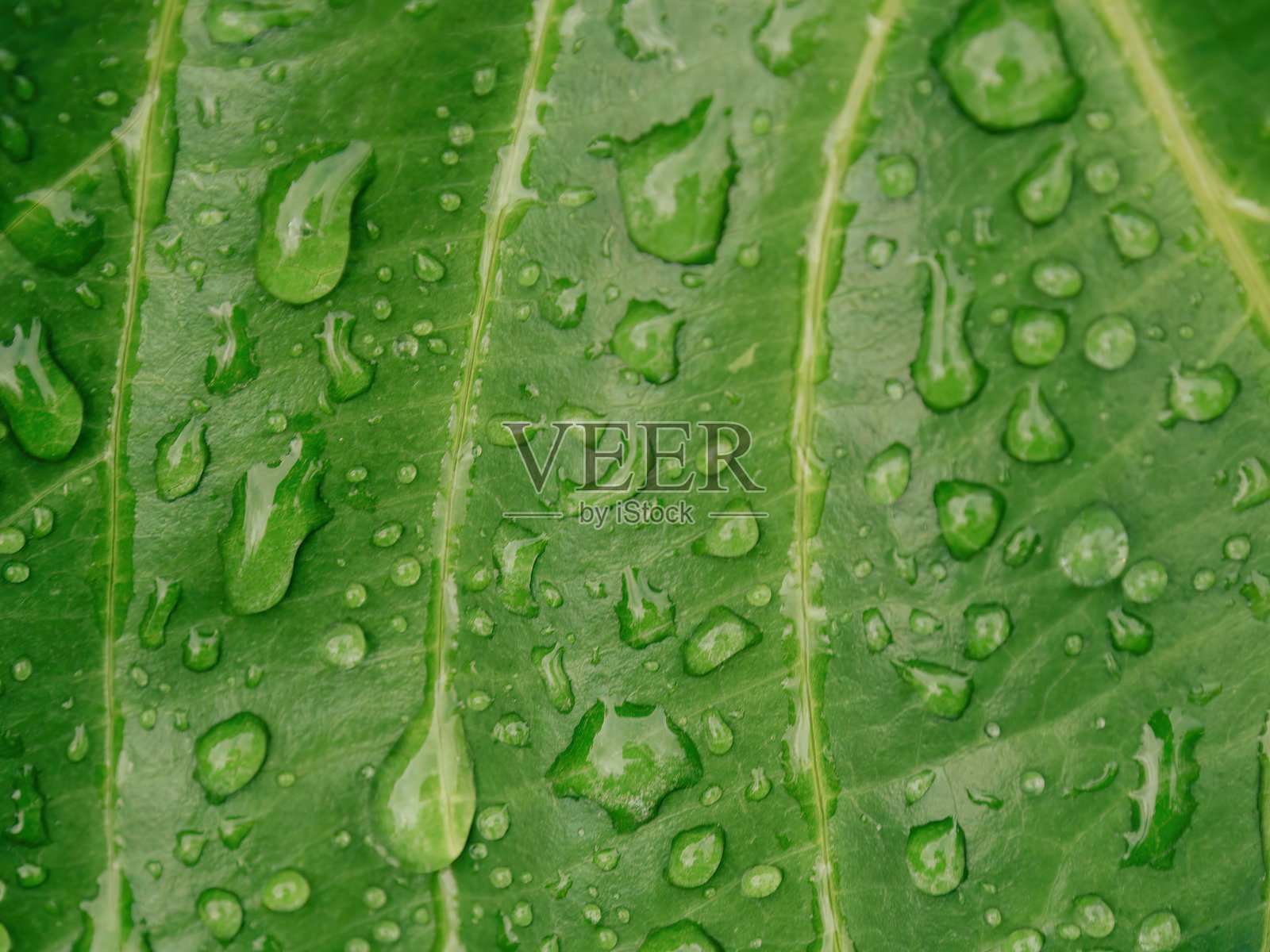 极端微距摄影：叶子上的雨滴照片摄影图片