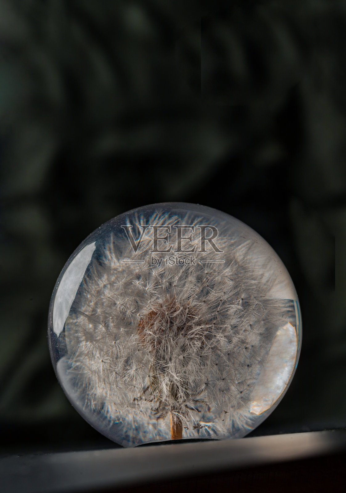 华丽的手工圆形水晶镇纸，内部有保鲜的蒲公英花，背景为深色。照片摄影图片