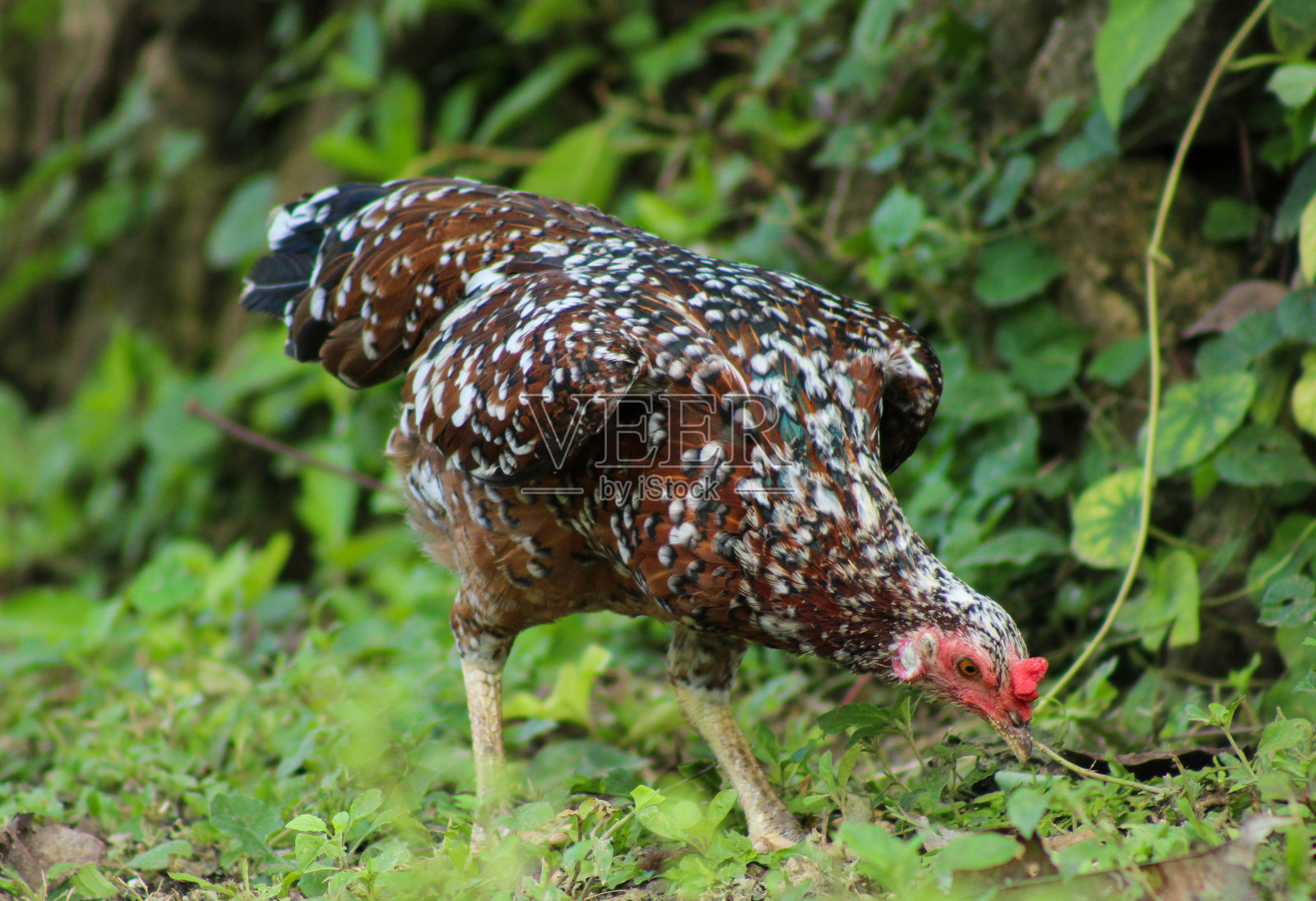 自由放养的村庄鸡在宁静的乡村环境中照片摄影图片