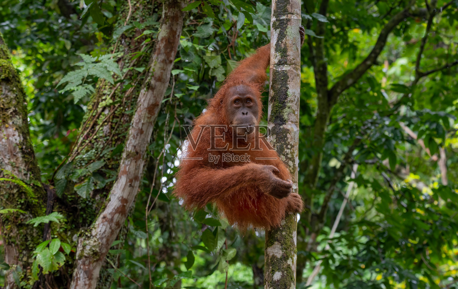 年轻雌性猩猩在自然栖息地中照片摄影图片