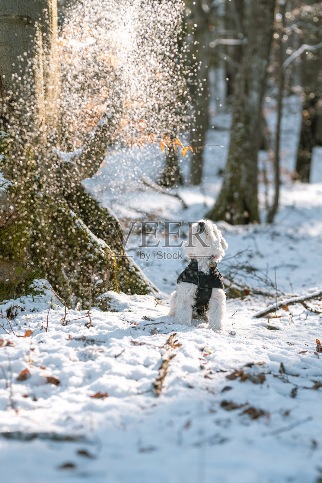 小狗在冬季森林中享受雪花飘落照片摄影图片