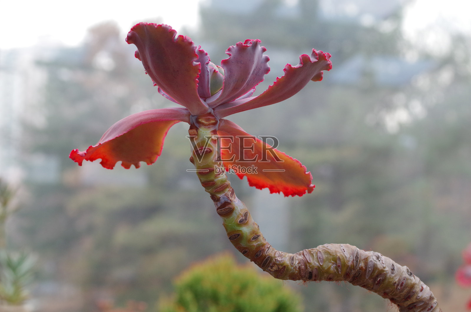 多肉植物照片摄影图片