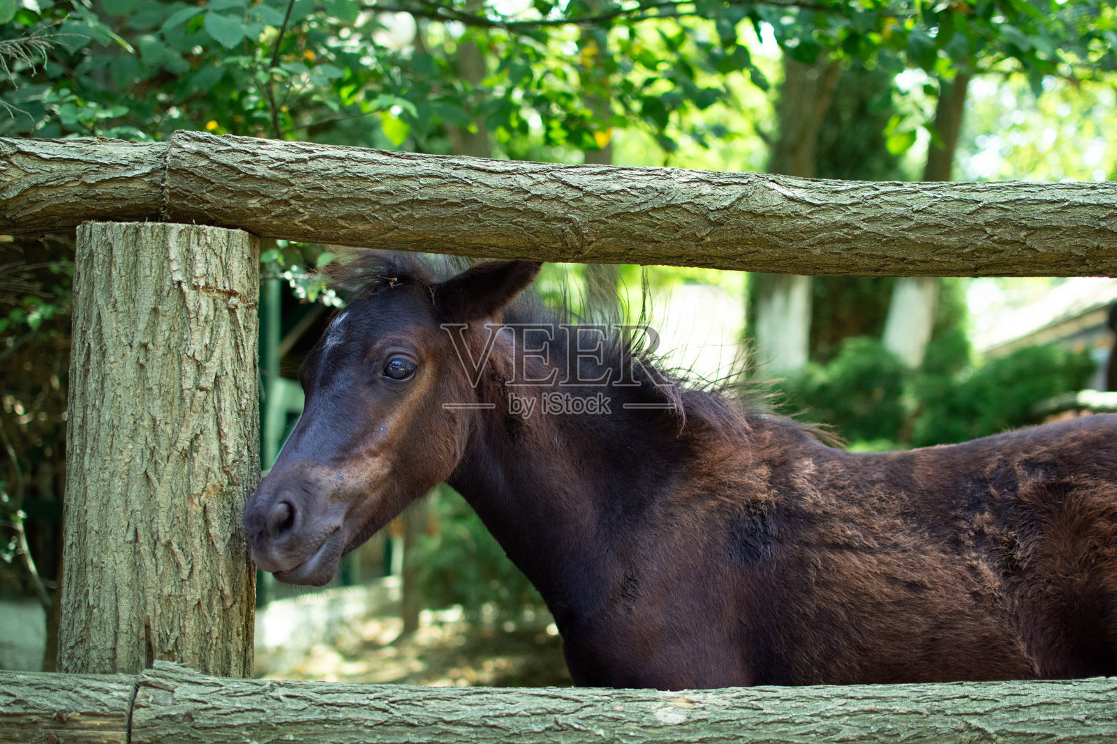 驴照片摄影图片