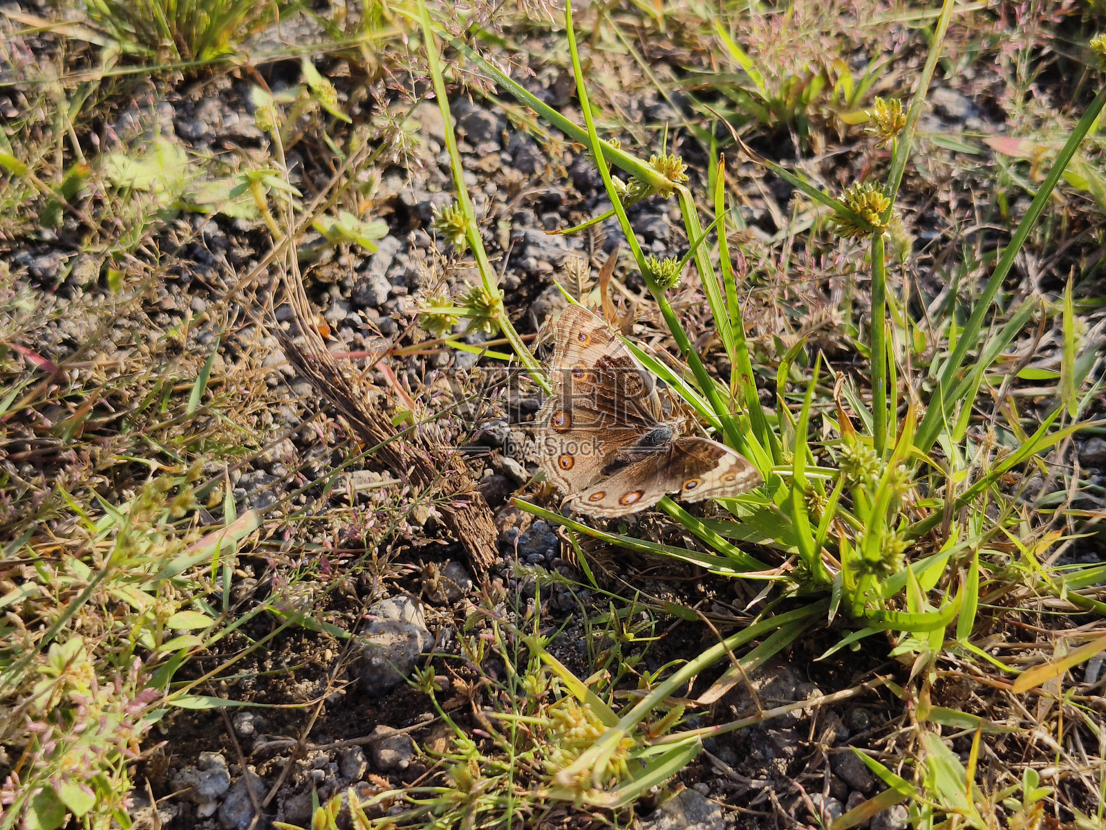 蓝色紫菱蝶照片摄影图片