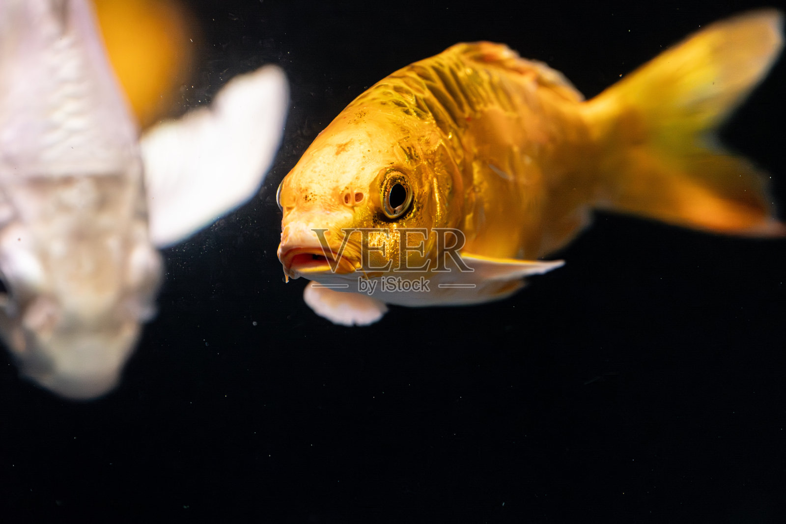 金色锦鲤宠物在水族箱中照片摄影图片