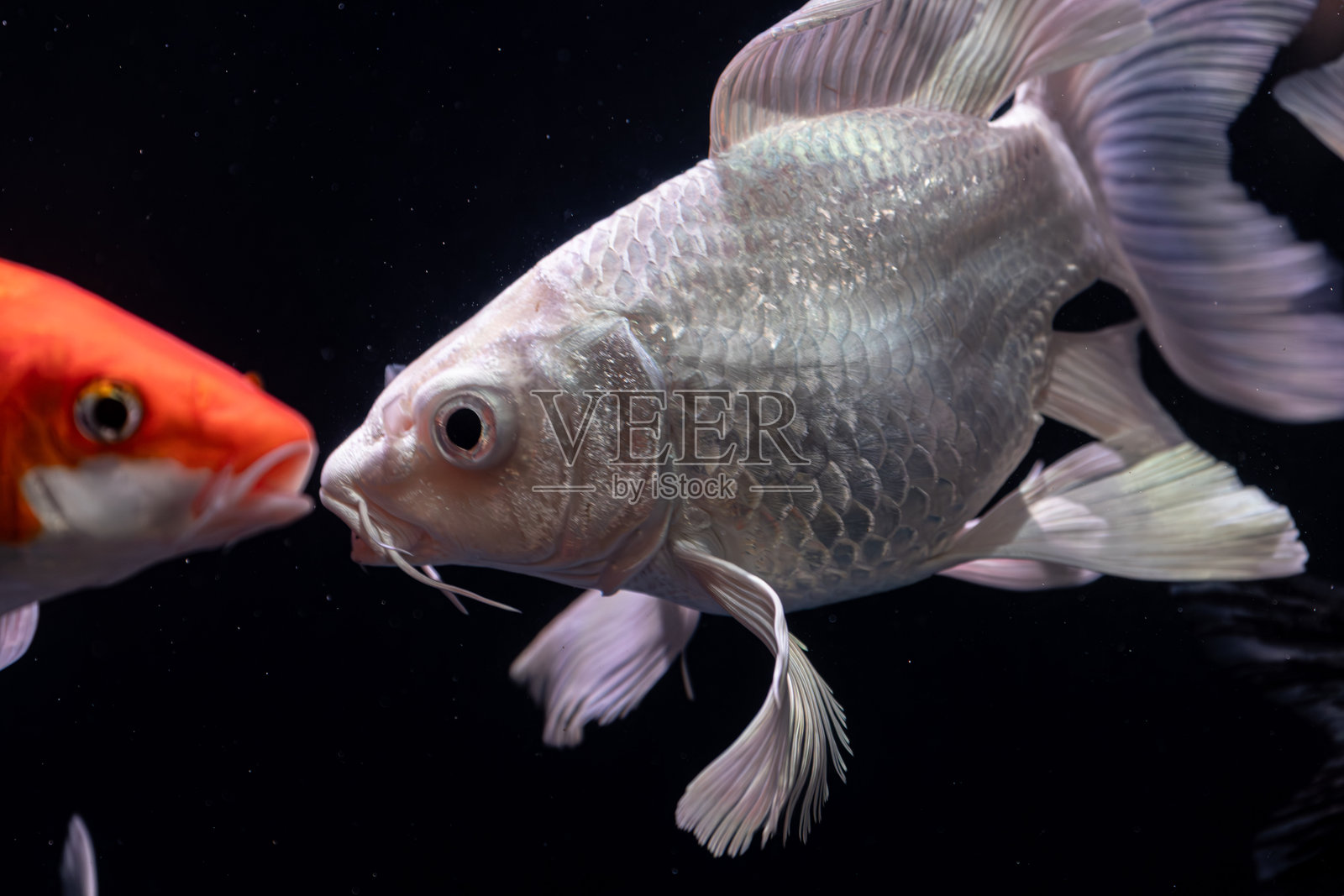 白色蝴蝶锦鲤在水族箱中的宠物照片摄影图片