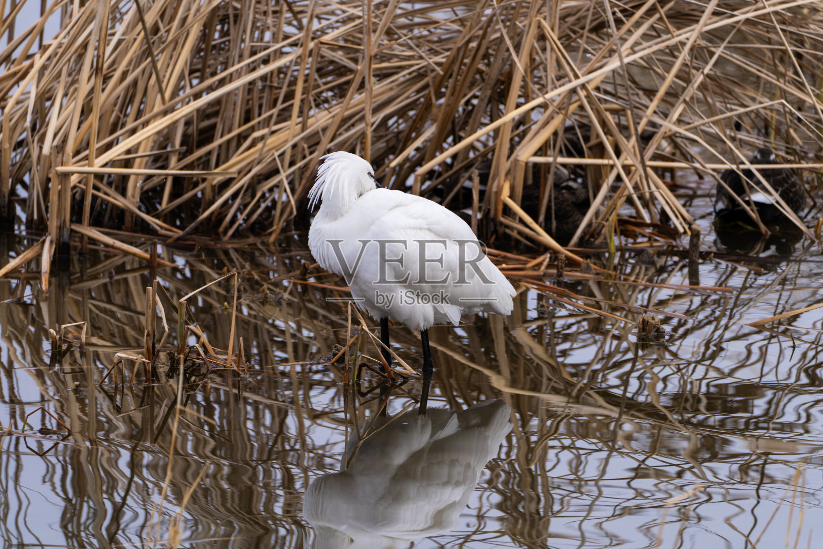 黑脸琵鹭在池塘上照片摄影图片