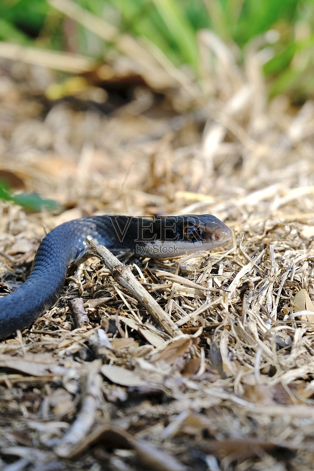 田野上的蛇特写照片摄影图片