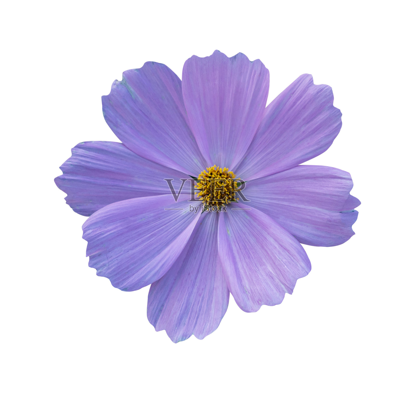 紫色宇宙花孤立在白色背景上，剪切路径照片摄影图片